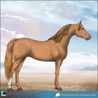 Horse Color:Chestnut and Chestnut