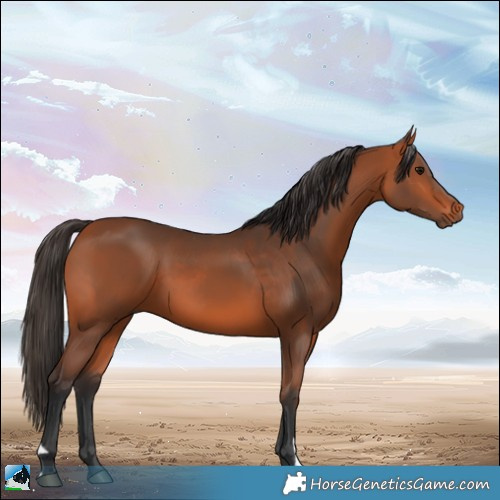 Horse Color:Bay  and Bay 