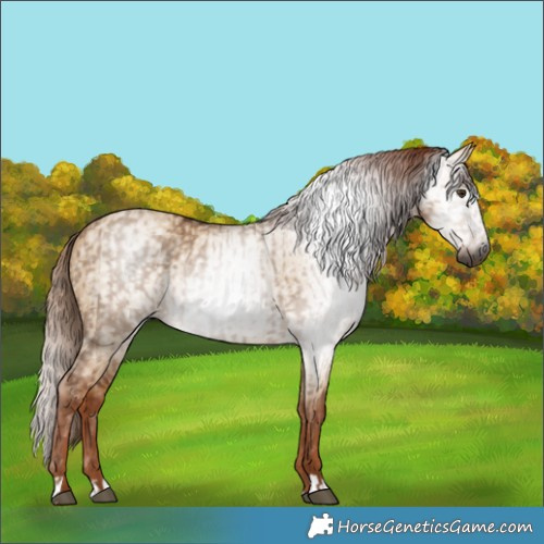 Horse Color:Gray Red Dun  and Gray Red Dun 