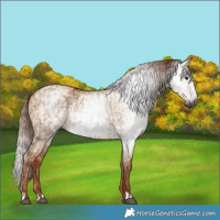 Horse Color:Gray Red Dun  and Gray Red Dun 