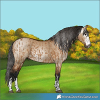 Horse Color:Gray Bay Dun  and Gray Bay Dun 