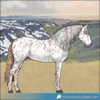 Horse Color:Gray Chestnut Leopard 