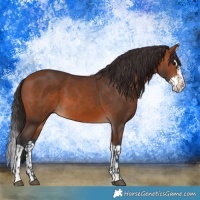 Horse Color:Bay  and Bay Splash 