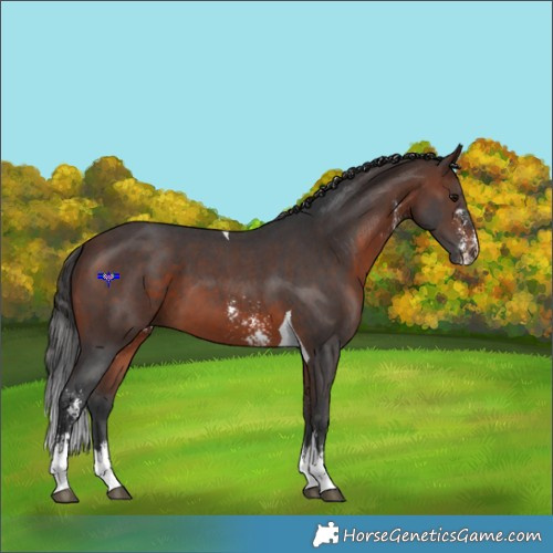 Horse Color:Brown Sabino Tobiano 