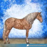 Horse Color:Chestnut  and Gold Champagne 