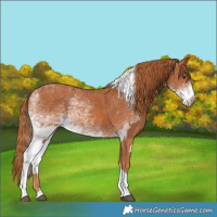 Horse Color:Chestnut Tobiano  and White Spotted Chestnut Tobiano 
