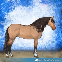 Horse Color:Bay Dun Tobiano  and Bay Dun Tobiano 