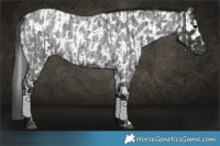 Horse Color:Blue Roan  and Blue Roan Appaloosa 