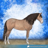 Horse Color:Amber Champagne  and Amber Champagne 