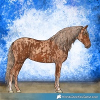 Horse Color:Gold Champagne  and Chestnut 