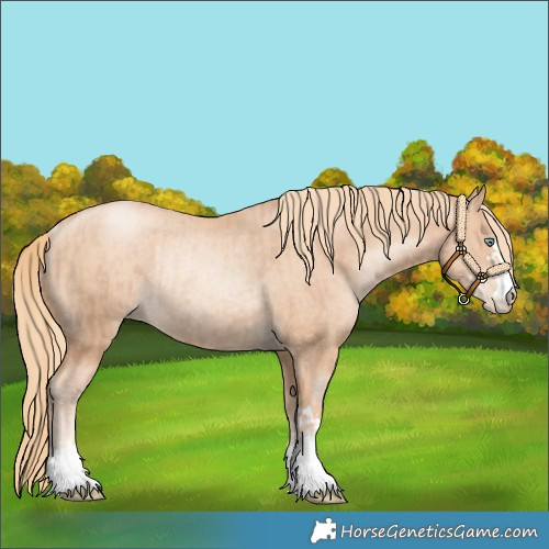 Horse Color:Gold Champagne Pearl Rabicano and Gold Champagne Pearl Rabicano