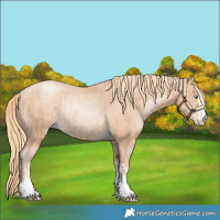 Horse Color:Gold Champagne Pearl Rabicano  and Gold Champagne Pearl Rabicano 