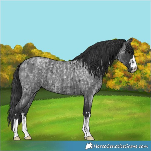 Horse Color:Blue Roan and Blue Roan