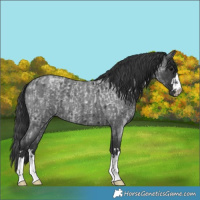 Horse Color:Blue Roan  and Blue Roan 