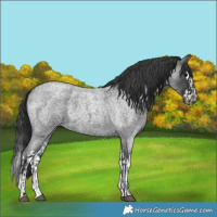 Horse Color:Blue Roan  and Blue Roan Splash 