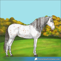 Horse Color:Bay Appaloosa  and White Spotted Bay Appaloosa 