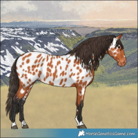 Horse Color:Bay Near Leopard 