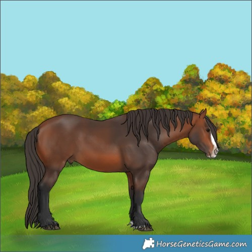 Horse Color:Bay Splash Frame Rabicano