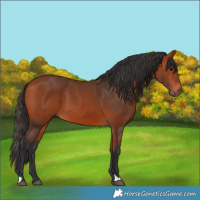 Horse Color:Bay 