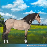 Horse Color:Bay Roan Dun 