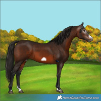 Horse Color:Gray Bay Splash Frame Rabicano