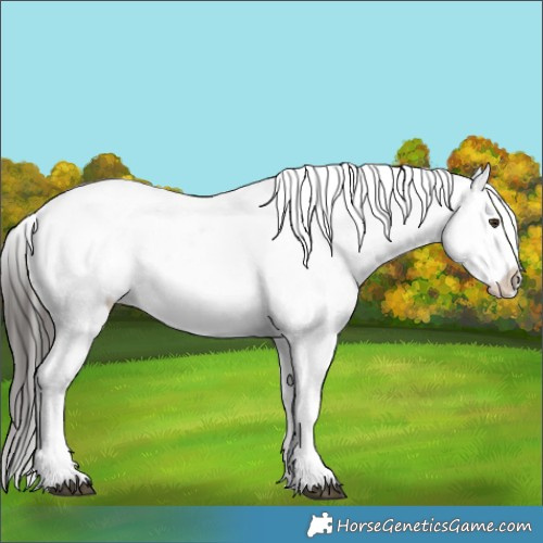 Horse Color:Liver Red Dun Appaloosa 