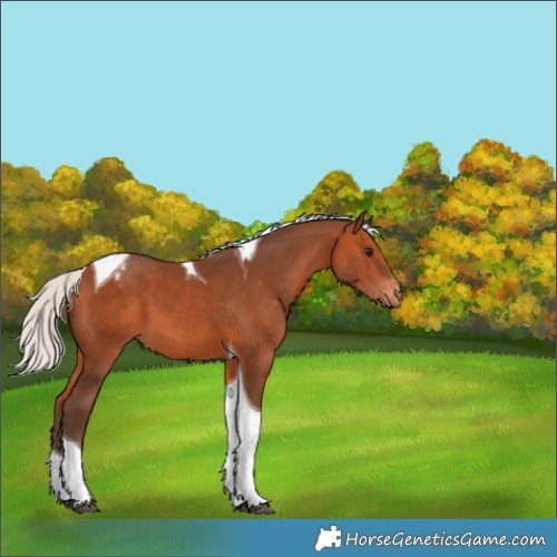 Horse Color:Silver Bay Tobiano Appaloosa 