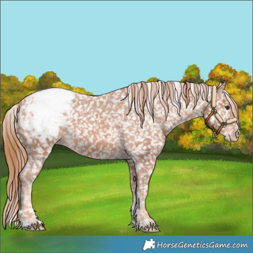 Horse Color:Chestnut Appaloosa 