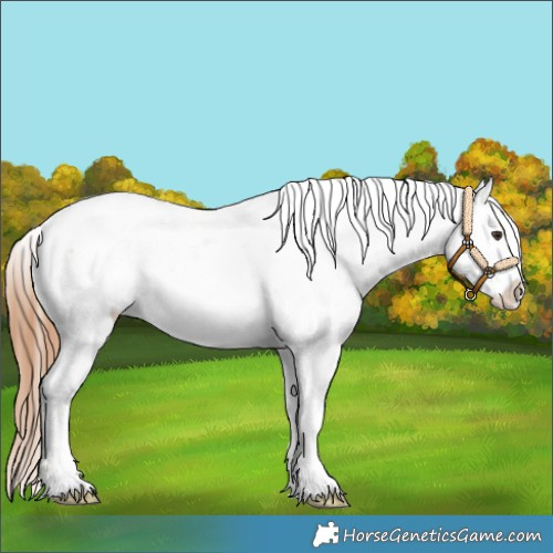 Horse Color:Chestnut Appaloosa 