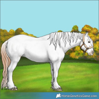 Horse Color:Chestnut Snowcap 
