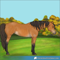 Horse Color:Buckskin and Buckskin