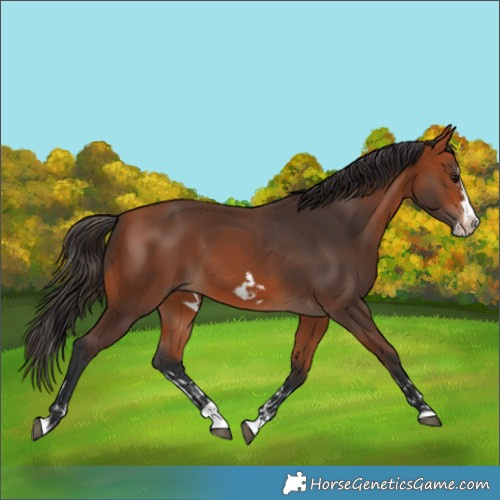 Horse Color:Bay Splash Frame Rabicano  and Bay Splash Frame Rabicano 
