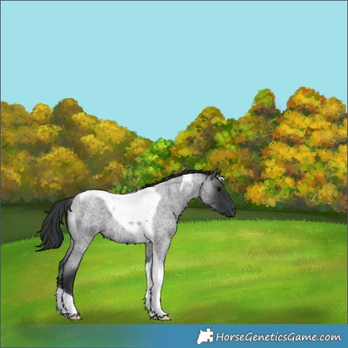 Horse Color:Blue Roan Tobiano 