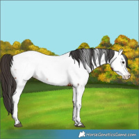 Horse Color:Bay Fewspot and Bay Fewspot