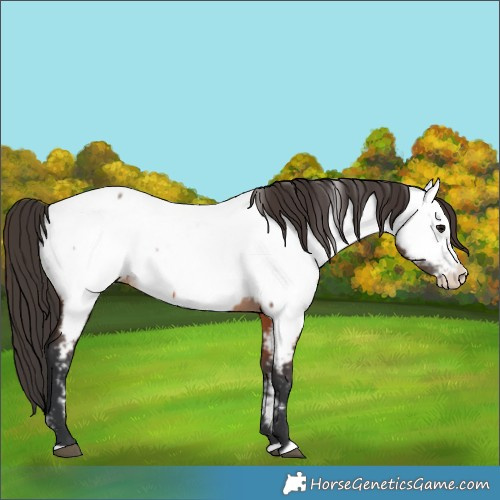 Horse Color:Bay Splash Appaloosa 