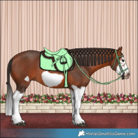 Horse Color:Bay Splash Frame Rabicano 