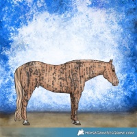 Horse Color:Black  and Gold Champagne 