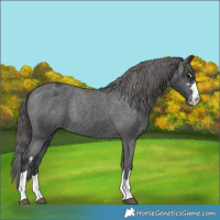 Horse Color:Black Varnish Rabicano 