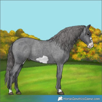 Horse Color:Black Frame Appaloosa Rabicano