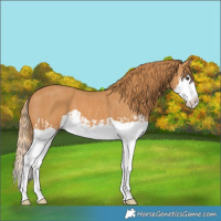Horse Color:Chestnut Splash and Chestnut Splash