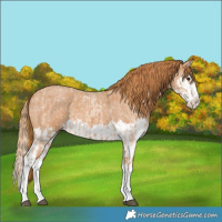 Horse Color:Red Roan Splash  and Red Roan Splash 