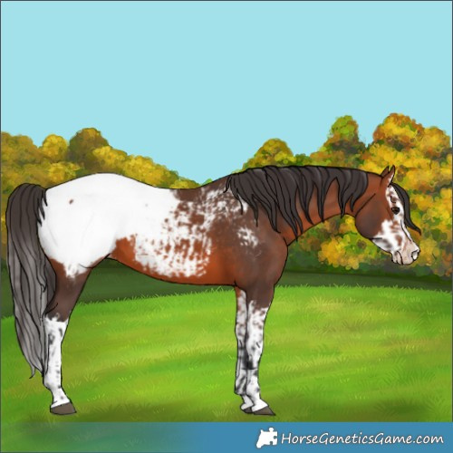 Horse Color:Bay Appaloosa  and Bay Splash Appaloosa 