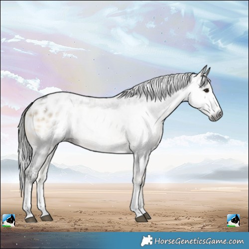 Horse Color:Powder White Gray Buckskin Onyx Sabino Appaloosa Rabicano 
