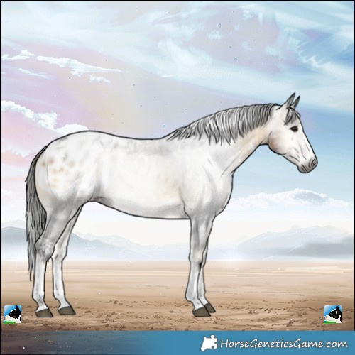 Horse Color:Powder White Gray Buckskin Onyx Sabino Appaloosa Rabicano 