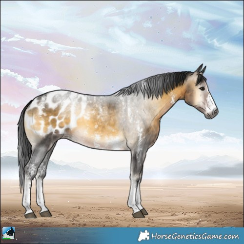 Horse Color:Powder White Gray Buckskin Onyx Sabino Appaloosa Rabicano 