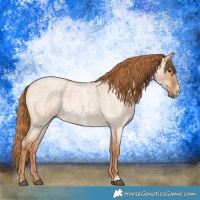 Horse Color:Red Dun Roan  and Red Dun Roan Frame 