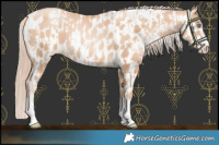 Horse Color:Gold Champagne Pearl Rabicano and Gold Champagne Pearl Near Leopard Rabicano
