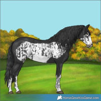 Horse Color:Black Frame  and Black Frame 