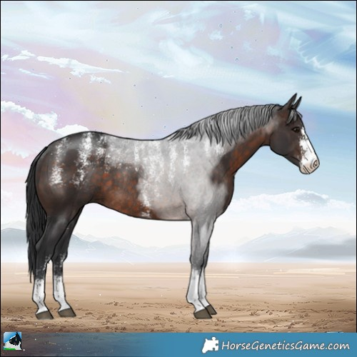 Horse Color:Powder White Brown Sabino Rabicano 