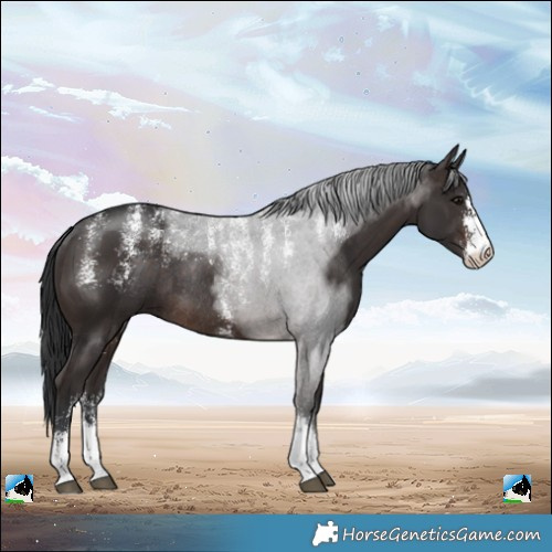 Horse Color:Powder White Brown Sabino Rabicano 